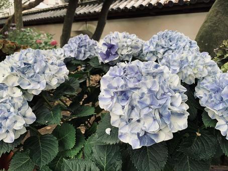 紫陽花の写真