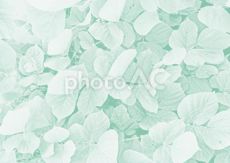 ミントグリーンの葉のイメージ　 葉っぱ,背景,バックグラウンドの写真素材