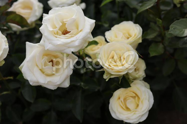 バラ園にて綺麗な薔薇を撮影しました 花,薔薇,自然の写真素材