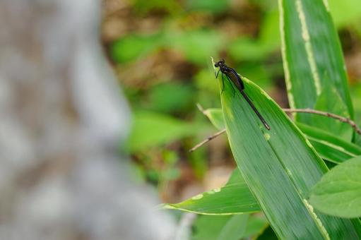 Photo, dragonfly, hagorotorbo, longhorn, 