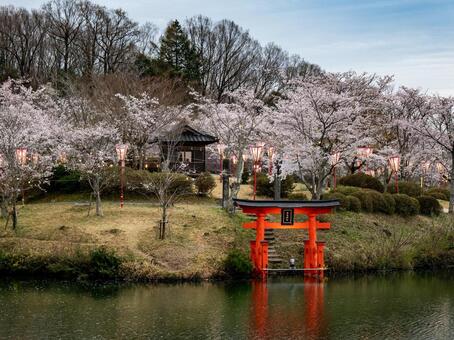 上野公園 桜,春,入学の写真素材