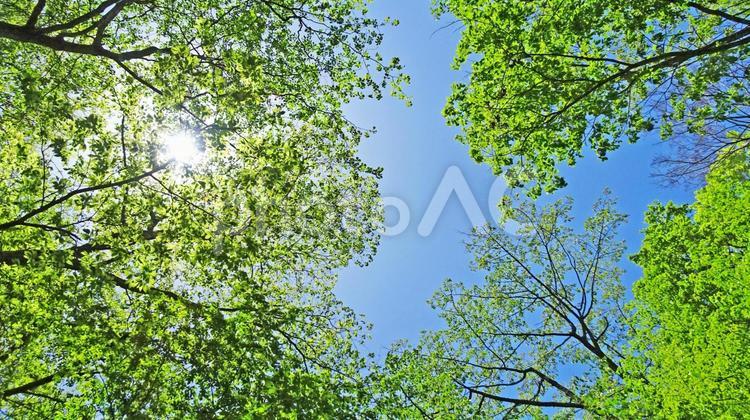 樹木と空 新緑,木漏れ日,青空の写真素材