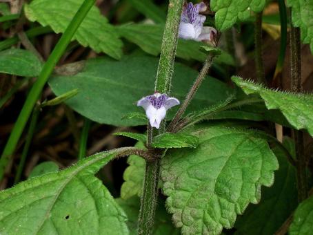 下向きの毛が特徴的なヤマハッカの茎の写真