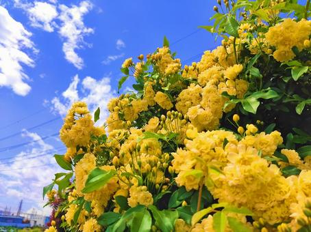 黄色のモッコウバラ 黄色のモッコウバラ モッコウバラ,花,小花の写真素材