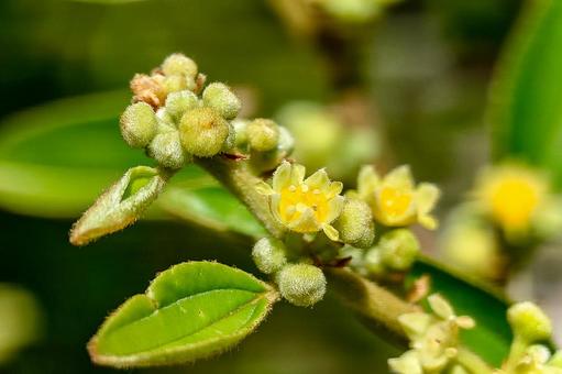 Photo, flower, leaf, thorn, 