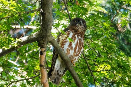 アオバズクの季節4 アオバズクの季節4の写真
