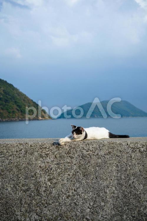 佐柳島の猫 佐柳島,猫,ねこの写真素材