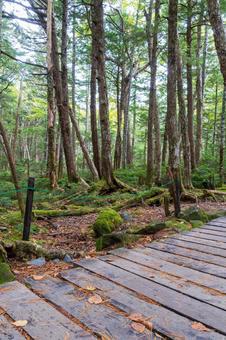 八ヶ岳白駒池 登山道 森の道 八ヶ岳白駒池 登山道 森の道 日本,長野県,南佐久郡の写真素材