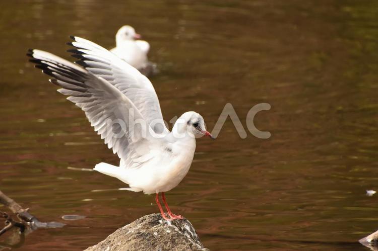 岩に着地した瞬間のユリカモメ 隅田公園,ゆりかもめ,ユリカモメの写真素材