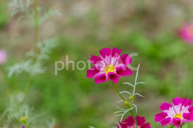 美しいピンクのコスモス コスモス,ピンク,花の写真素材