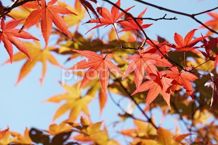 青空ともみじ もみじ,紅葉,カエデの写真素材
