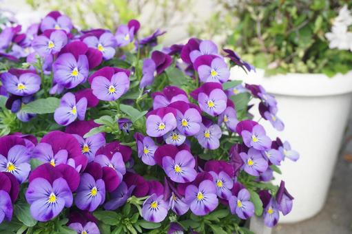 花壇 花壇,庭,花畑の写真素材