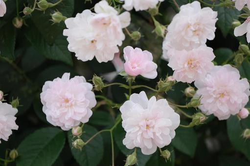 薔薇 薔薇の写真