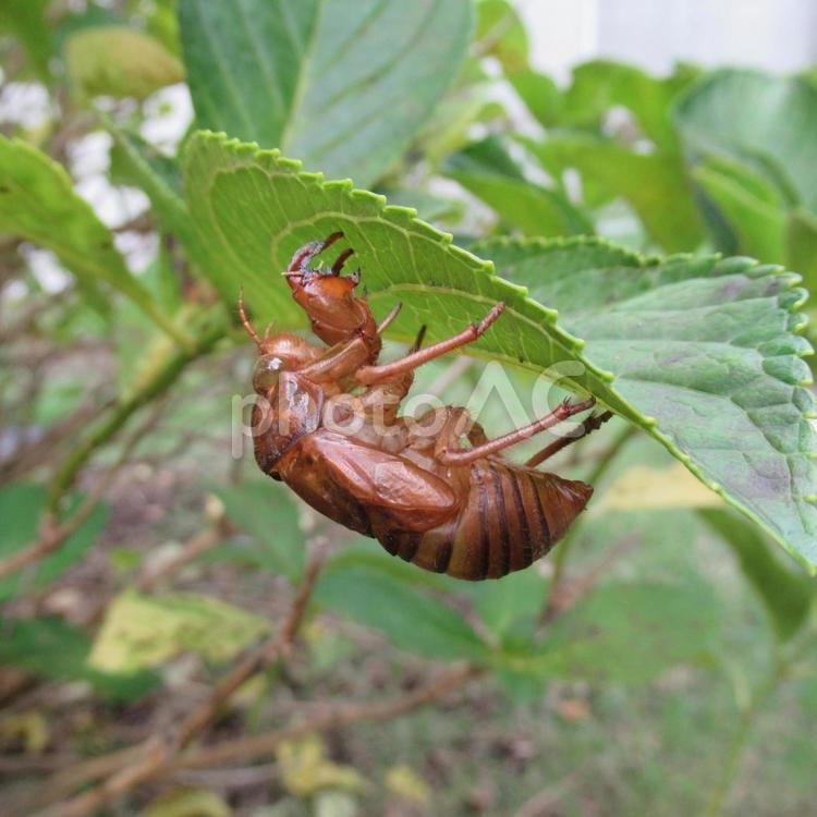 葉の裏で羽化したセミの抜け殻その１ せみ,セミ,蝉の写真素材