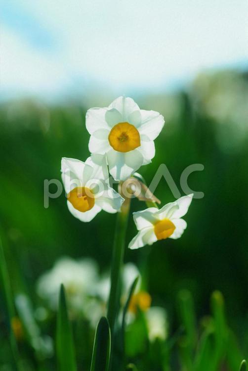水仙　スイセン　初春の花　春 水仙,スイセン,初春の花の写真素材