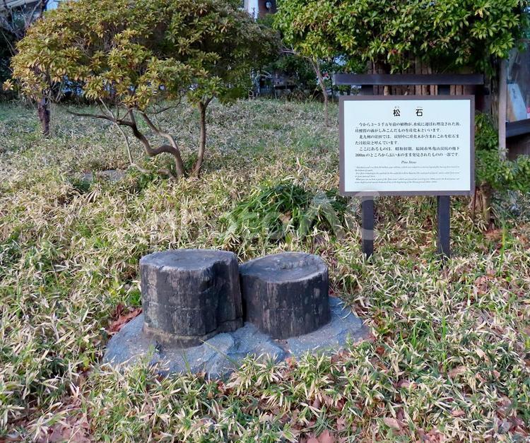 日比谷公園　松石 松石,珪化木,ケイカボクの写真素材