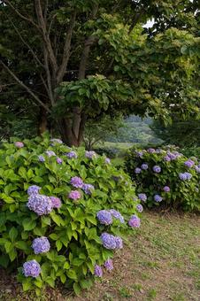 木の根元の紫陽花(縦画像) 木の根元の紫陽花(縦画像)の写真
