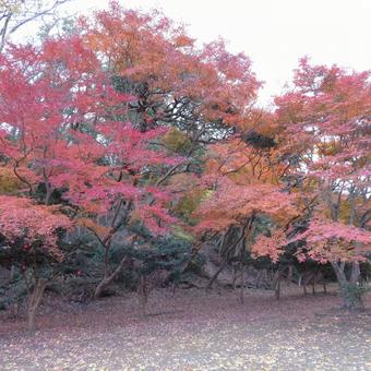 12月・すっかり色づいた山中の紅葉 12月・すっかり色づいた山中の紅葉の写真
