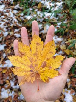 紅葉の葉 モミジ,落ち葉,紅葉の写真素材
