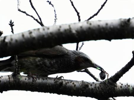 カナブンを咥えるヒヨドリ カナブンを咥えるヒヨドリの写真