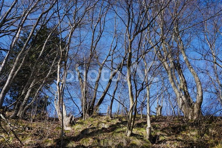 見上げた木と青い空 山道,自然,ウォーキングの写真素材