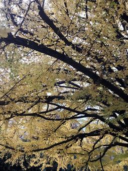 イチョウの木 イチョウの木 イチョウ,銀杏,秋の写真素材