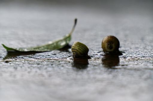 どんぐりの写真