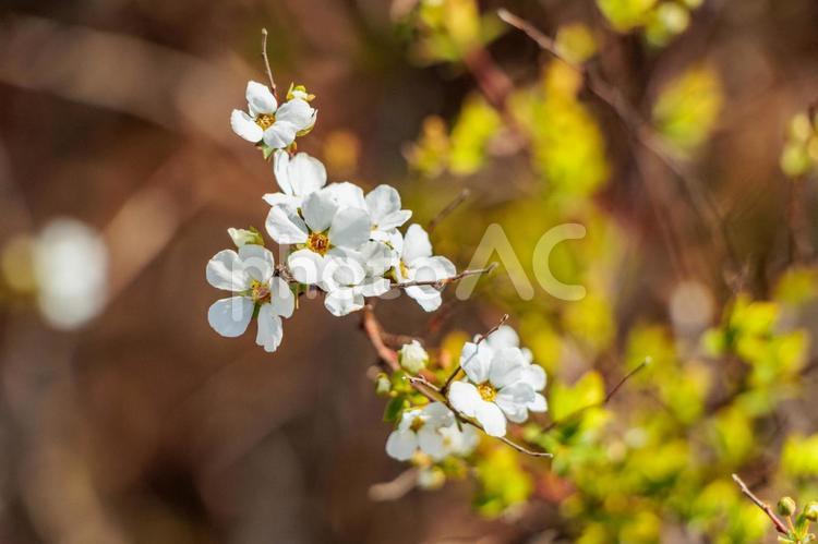 白いカスミソウの花 花,植物,春の写真素材