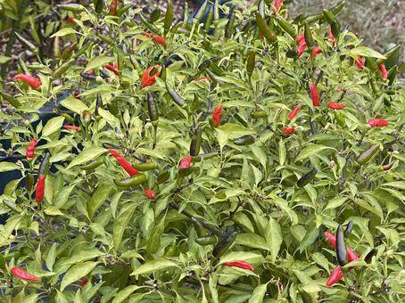 とうがらし赤と緑 赤,植物,緑の写真素材