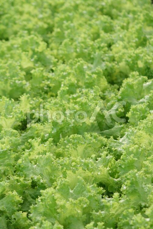 サンパウロ近郊で栽培されているレタス レタス,葉野菜,野菜の写真素材