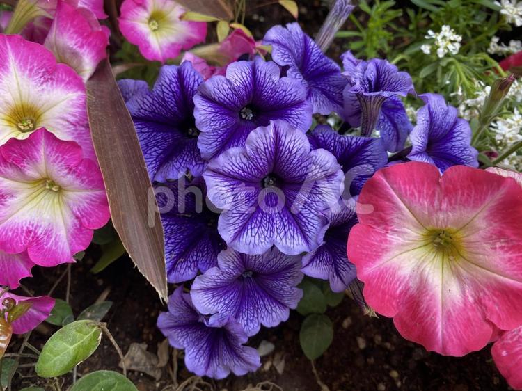 ペチュニアとサフィニア ペチュニア,サフィニア,花言葉の写真素材