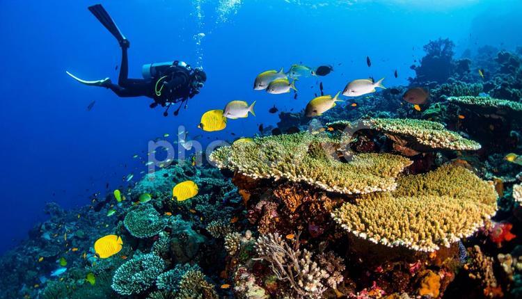 ダイバーの傍のサンゴ礁とたくさんの熱帯魚 海,ダイビング,アクティビティの写真素材
