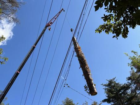 クレーンに吊るされた伐採された幹 クレーンに吊るされた伐採された幹 クレーン,幹,伐採の写真素材