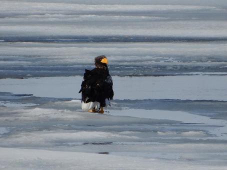 冬の知床のオジロワシ 鷲,ワシ,猛禽類の写真素材