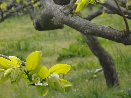 若葉の写真