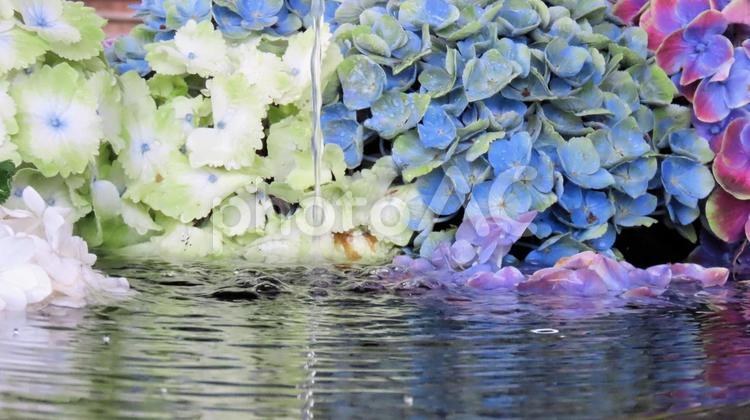 法多山尊永寺　紫陽花の手水鉢 紫陽花,初夏,花の写真素材