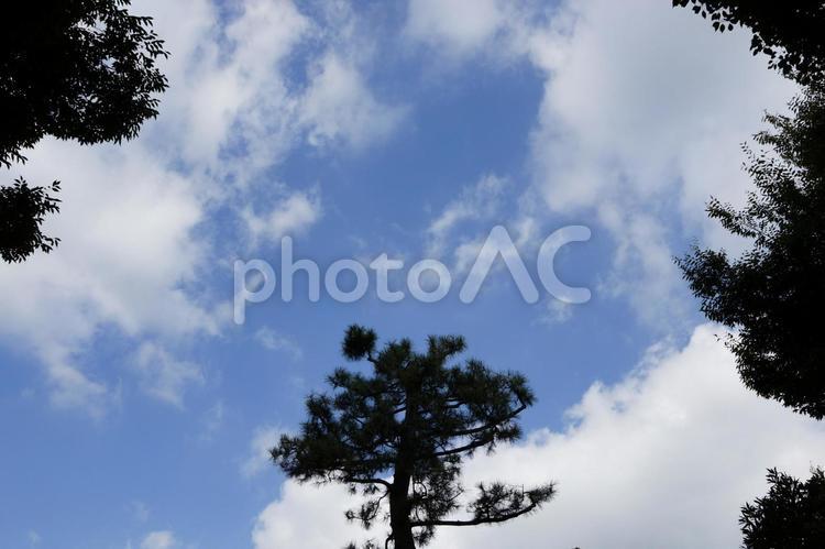 青空と白い雲と木の背景素材 青空,空,雲の写真素材