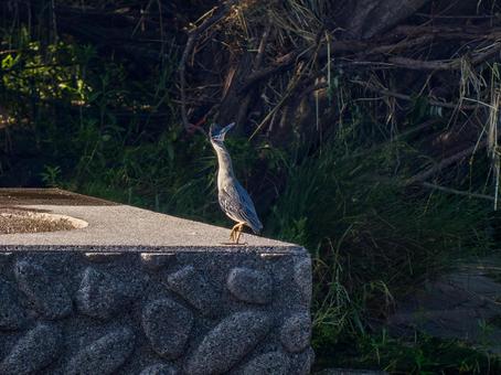 水辺のササゴイ 水辺のササゴイの写真