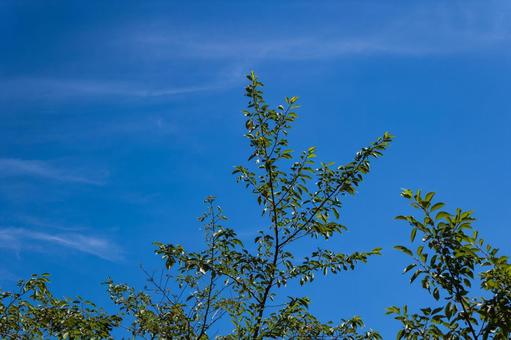 晴天の青空と緑 晴天の青空と緑の写真