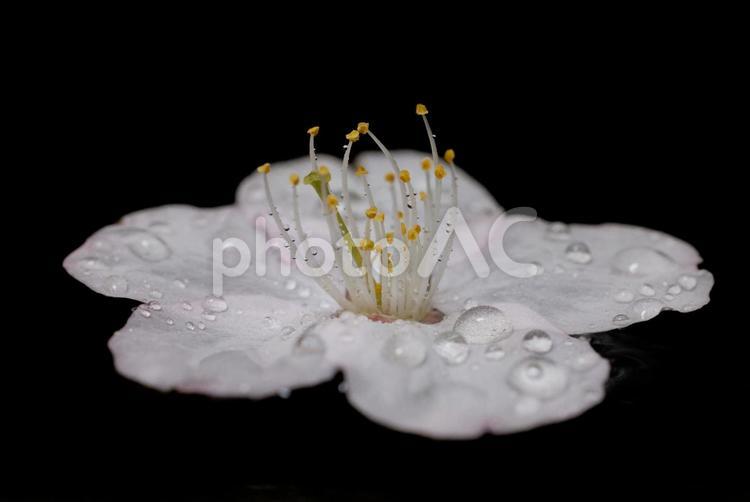 桜の花びら 桜の花びら,桜,花びらの写真素材