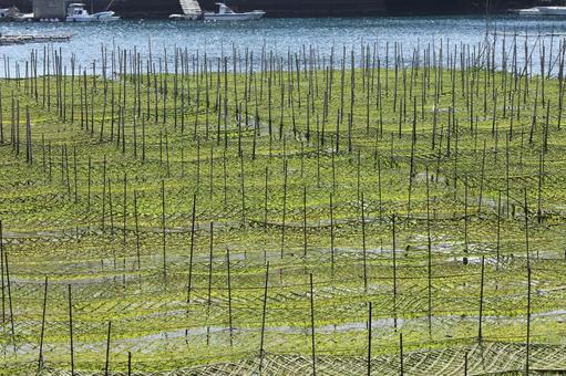 伊勢志摩 海苔粗朶 英虞湾 養殖 伊勢志摩 海苔粗朶 英虞湾 養殖 海苔粗朶,海苔,養殖の写真素材