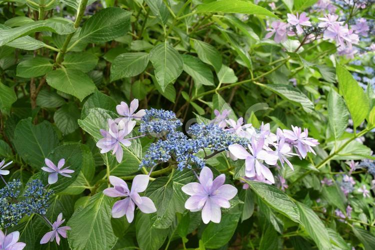 【茨城】雨引観音の風景 紫陽花,雨引観音,花の写真素材