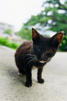 Stray cat, JPG