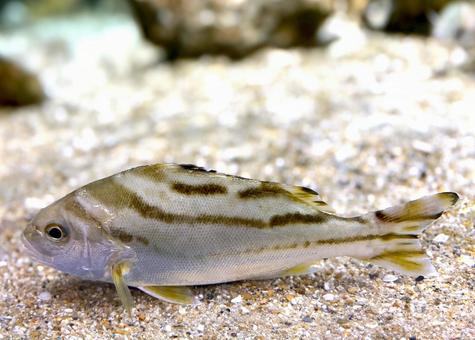  魚 海,魚,動物の写真素材