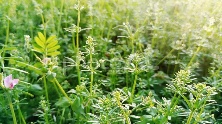 群生するヤエムグラ ヤエムグラ,ひっつき虫,雑草の写真素材