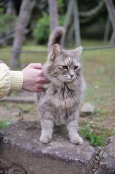 キジトラ猫 猫,ねこ,ネコの写真素材