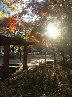 韓国の紅葉2 韓国の紅葉2の写真