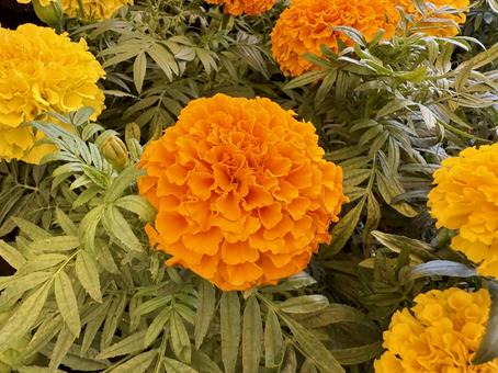 マリーゴールド マリーゴールド マリーゴールド,花,園芸の写真素材
