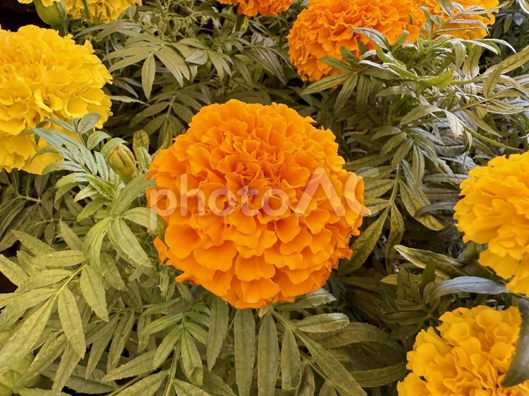 マリーゴールド マリーゴールド,花,園芸の写真素材