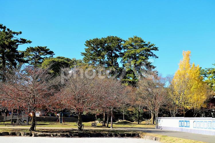 公園の紅葉の順番　 紅葉,イチョウ,黄色いの写真素材